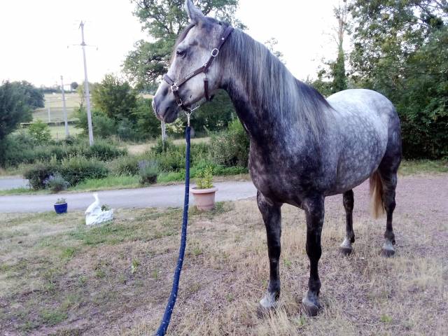 Jument 9ans 1m58 connemarapart bred