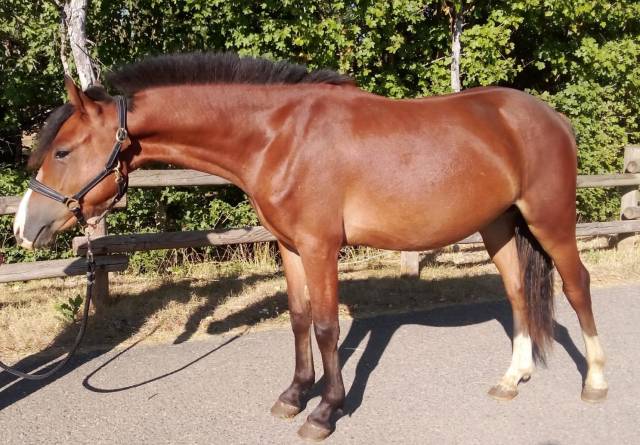 Poney sport mâle 2024 welsh part bred