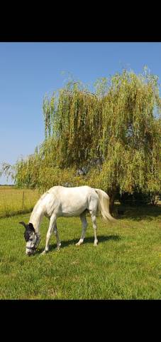 Hongre pur-sang arabe gris – 18 ans – 1m49 - extérieur