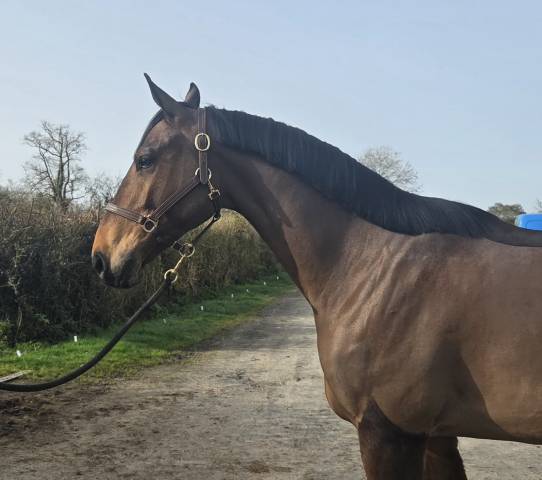 Hongre 5 ans pour loisir