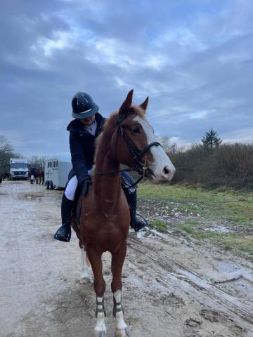 Poney 4 ans d ( débourré et prêt sur un parcours)