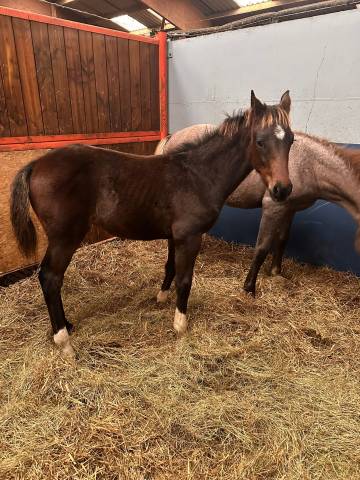 Selle francais male 1 an par cinsey gfe