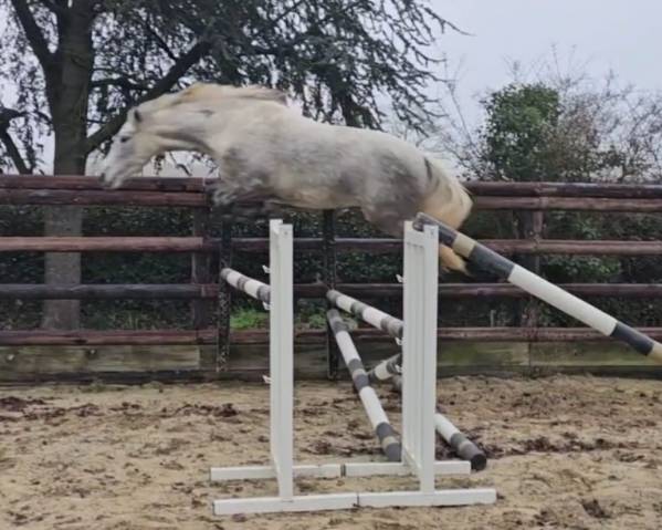 Femelle connemara 5 ans top origines dexter poetic just