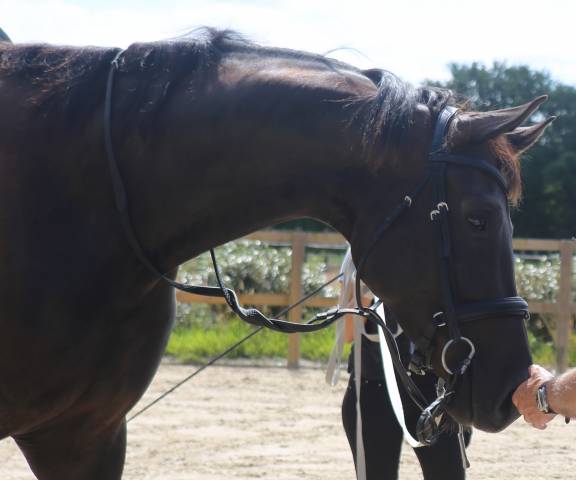 Jeune jument 100% dressage