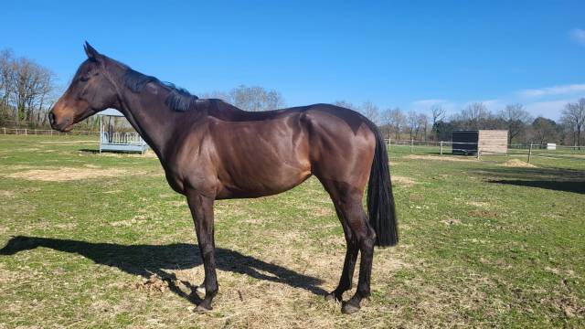 Vend jument ciscky pour poulinière