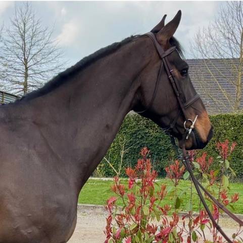 Hongre - 5 ans - bwp