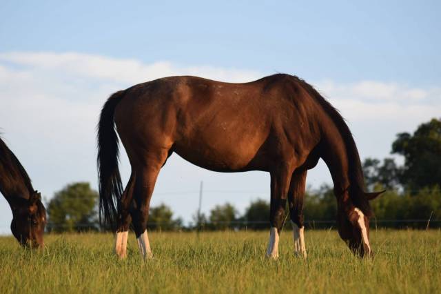 Domaine am - pension chevaux dans le 26 (drôme) 