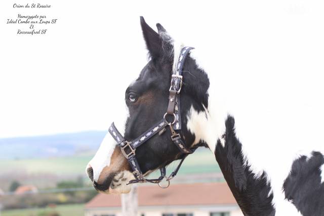 Orion du st rosaire : saillie etalon parents sf homozygote 
