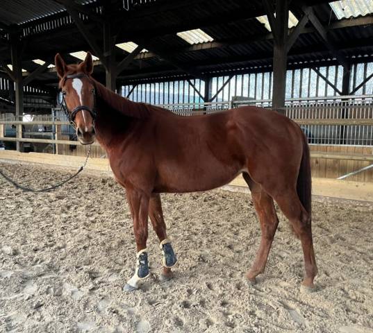 Gentille jument 4 ans