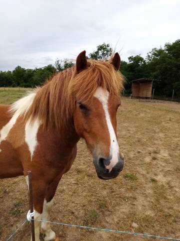 à vendre : janero poney pie 9 ans bon potentiel 
