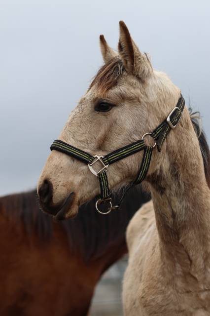 Pouliche lusitanienne par cairo ar