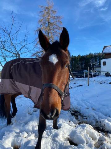 à saisir avant la saison de concours