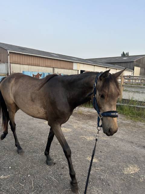 Jeune cheval à vendre