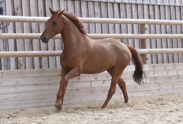 Poulinière top origines