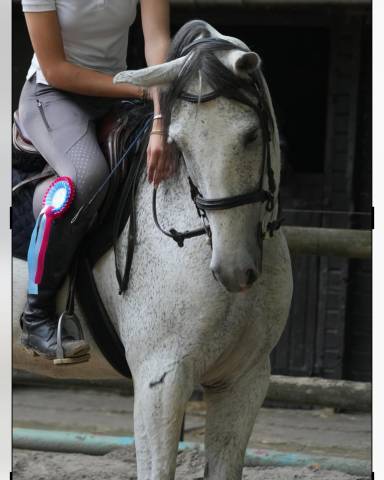 Hongre espagnol 10 ans