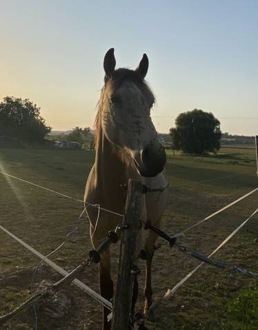 Poulain 2 ans à vendre 