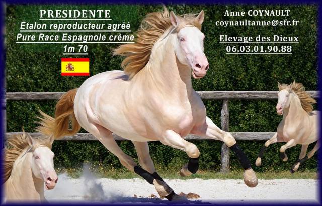Presidente de jarama : presidente pre 1m70 de robe crème