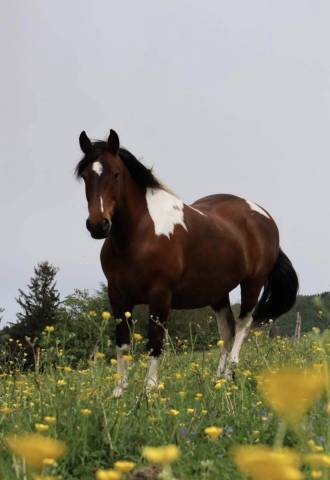 Vente ou dépôt vente : azonie 