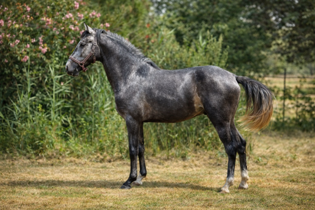 Entier - lusitanien - 4 ans - dressage - france