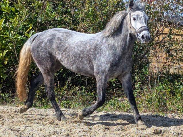 Super ponette à vendre de 6 ans sortie en cso