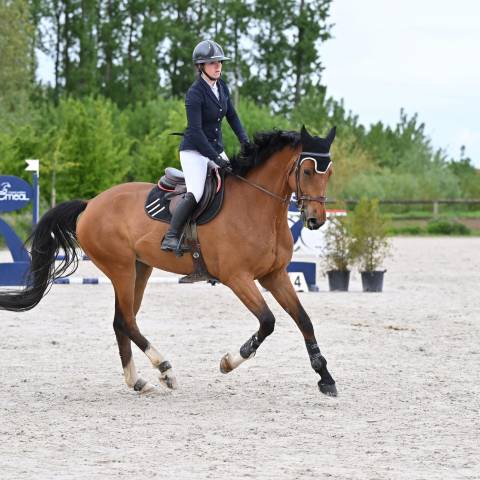 Cavalier/ monitrice / palefrenier indépendant 