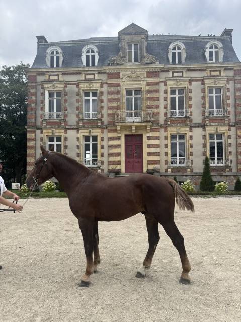 Cob normand  de 3 ans