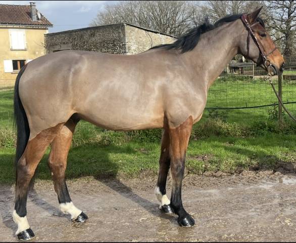 Hongre sf de 6 ans - prêt cycle libre 1/2 par verdi 