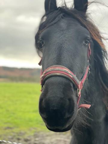 Vente frison male 4 ans