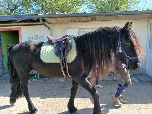 Vente frison male 4 ans