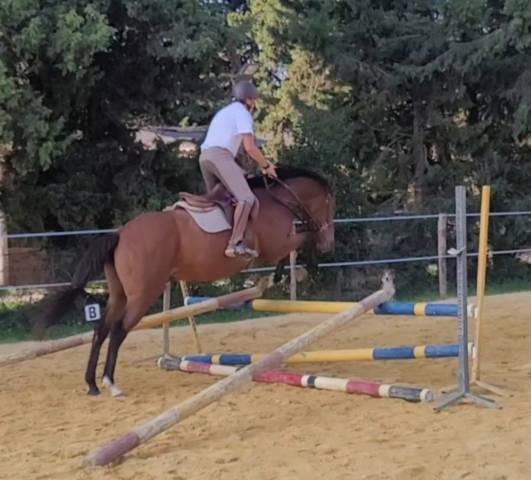 Cheval 5 ans polyvalent saut cross