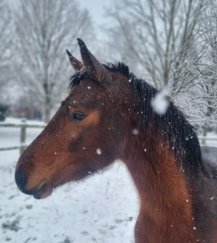 Femelle connemara baie