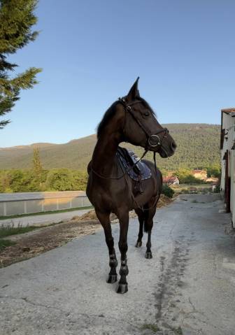 Jument 10 ans amateur élite 130 