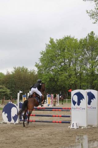 Magnifique hongre de 16ans