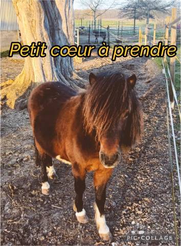 Cheval miniature américain 