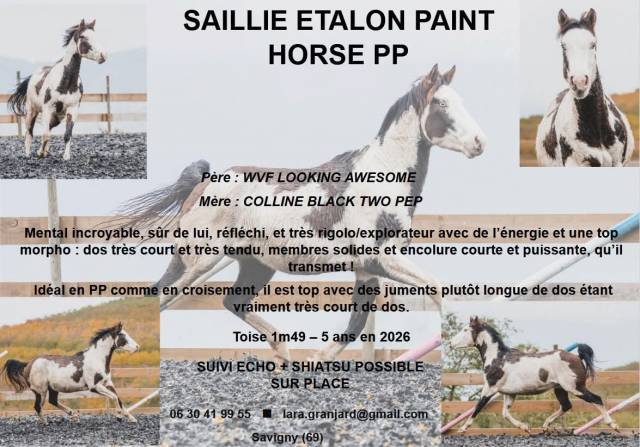 Liberty looking pep : saillie étalon paint horse