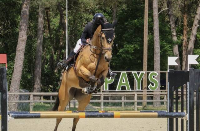 Jument selle français 