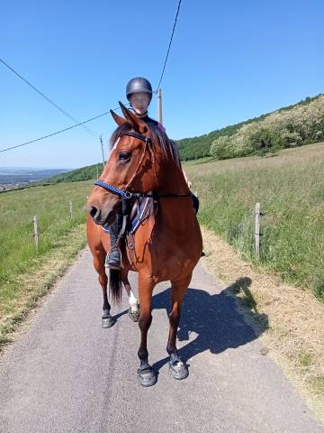 Vends petit jument de loisirs aa 7 ans très facile