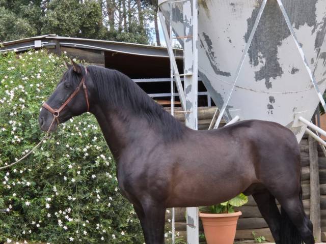 Entier espagnol pp de grande taille