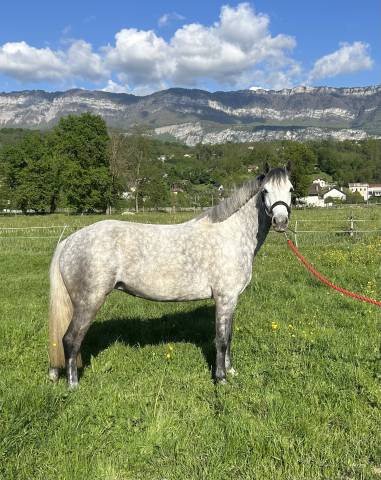 Magnifique ponette 4ans 