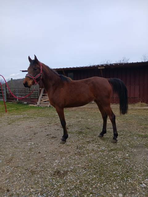 Pouliche pur-sang arabe 