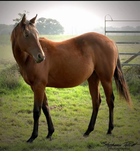 Jument quarter horse 