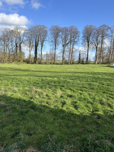 Pension de chevaux au pré - 76850 bracquetuit 