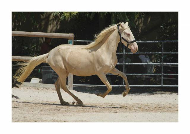 Jument crème 