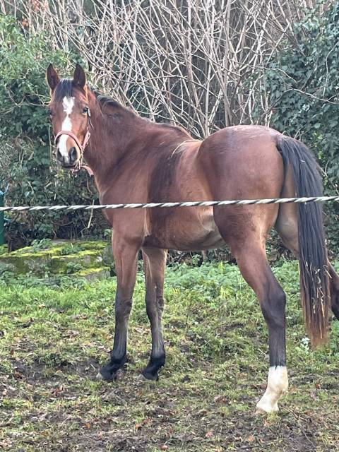 Opium du moulin 2 ans