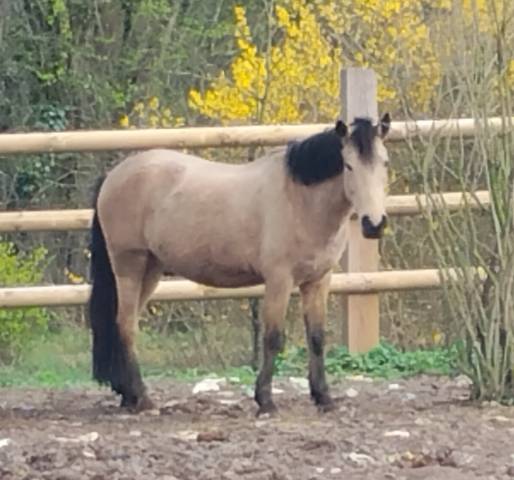 Poney 6 ans