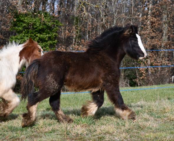 Magnifique poulain irish cob pp