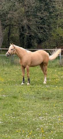 Quarter horse de 6 ans 