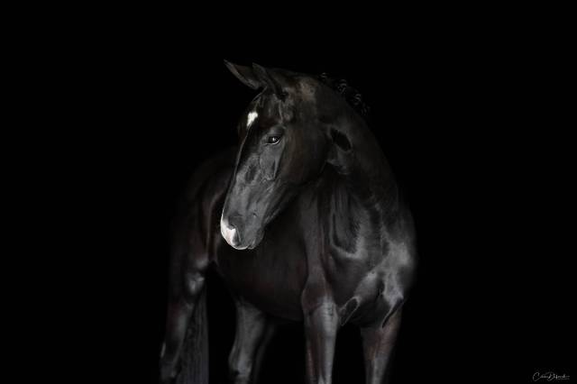 Jument poulinière dressage 5 ans 