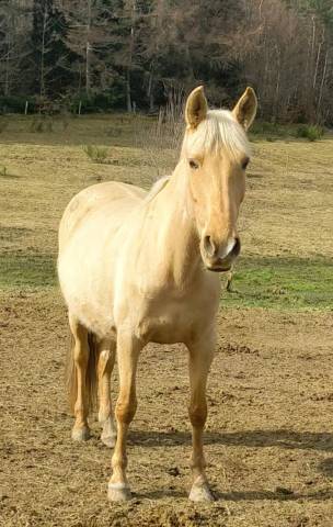 Jument pouliniére pure race espagnole pre