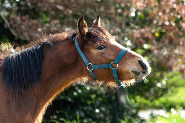 Poney welsh part bred par greatstar embet tilia 